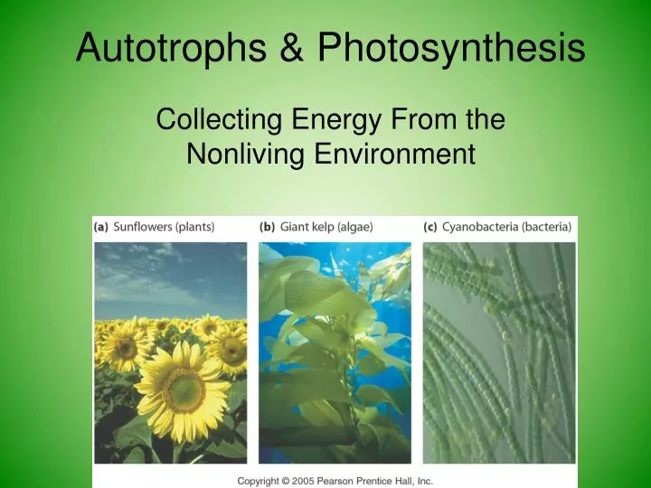 autotrophs photosynthesis