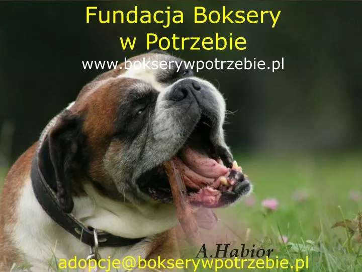 adopcje@bokserywpotrzebie pl