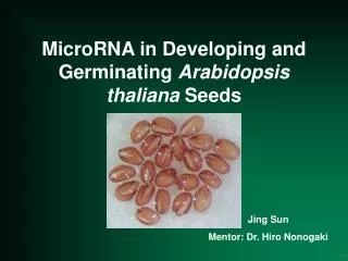 MicroRNA in Developing and Germinating Arabidopsis thaliana Seeds