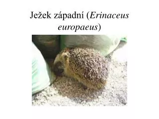 je ek z padn erinaceus europaeus