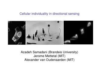 Cellular individuality in directional sensing Azadeh Samadani (Brandeis University)