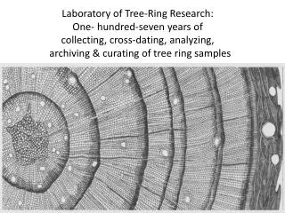 Dendrochronology: The value of cross-dated tree rings