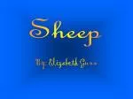 Sheep - slide 1