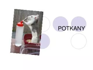 potkany