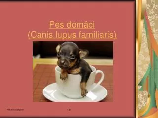pes dom ci canis lupus familiaris