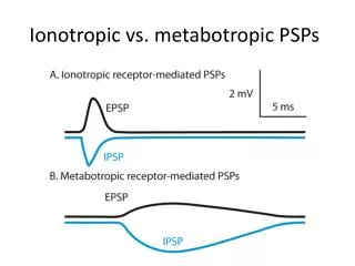 Ionotropic vs. metabotropic PSPs