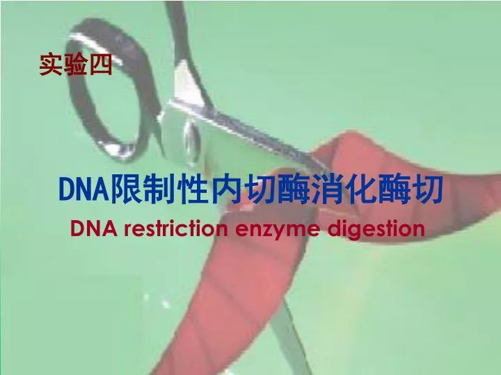 dna dna restriction enzyme digestion
