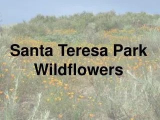 Santa Teresa Park Wildflowers