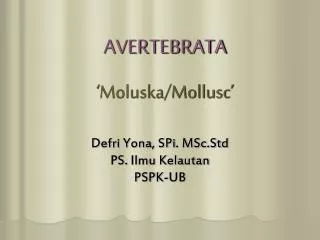 avertebrata moluska mollusc