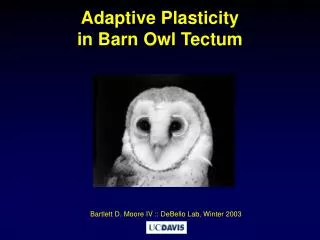 Adaptive Plasticity in Barn Owl Tectum