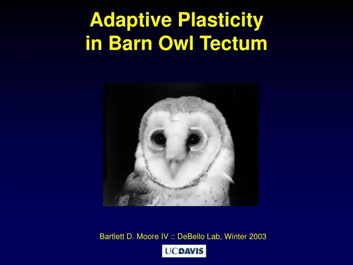 adaptive plasticity in barn owl tectum