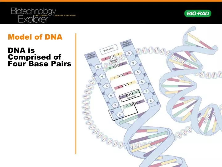 model of dna dna is comprised of four base pairs