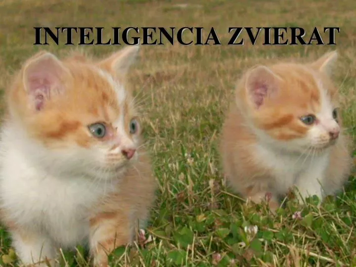 inteligencia zvierat