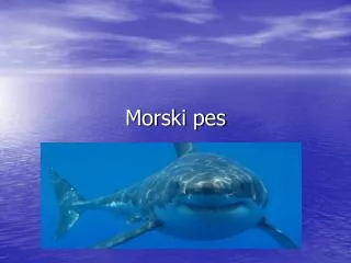 morski pes