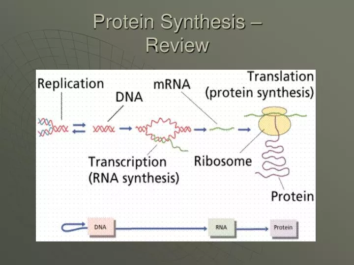 protein synthesis review