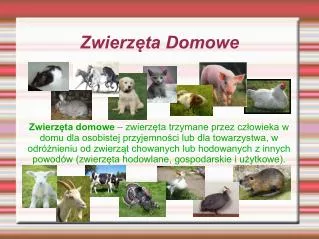 zwierz ta domowe
