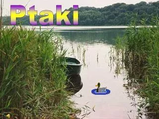 ptaki