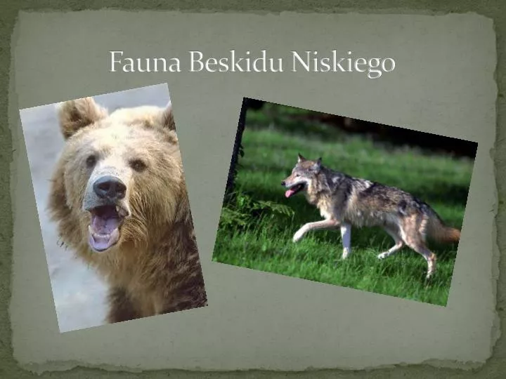 fauna beskidu niskiego