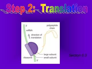 Step 2: Translation