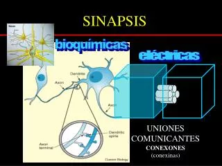 sinapsis