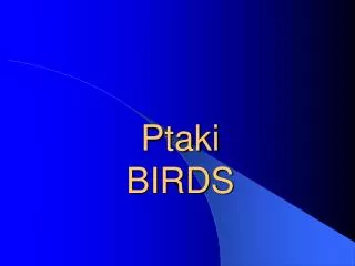ptaki birds