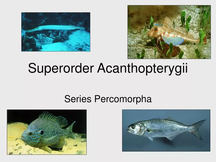superorder acanthopterygii