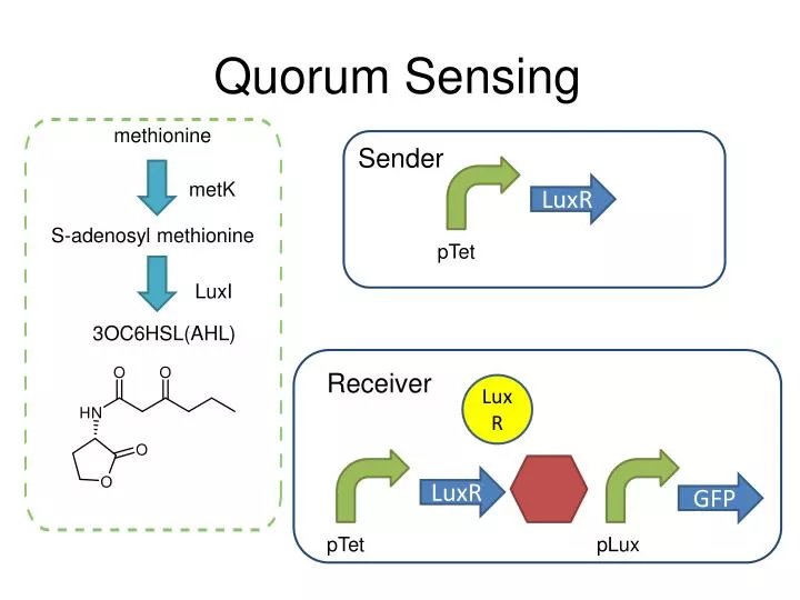 quorum sensing