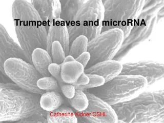 Trumpet leaves and microRNA