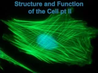 Structure and Function of the Cell pt II