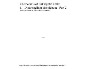 Chemotaxis of Eukaryotic Cells: Dictyostelium discoideum - Part 2
