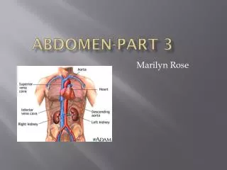 Abdomen-Part 3