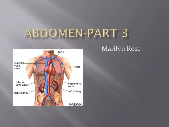 abdomen part 3