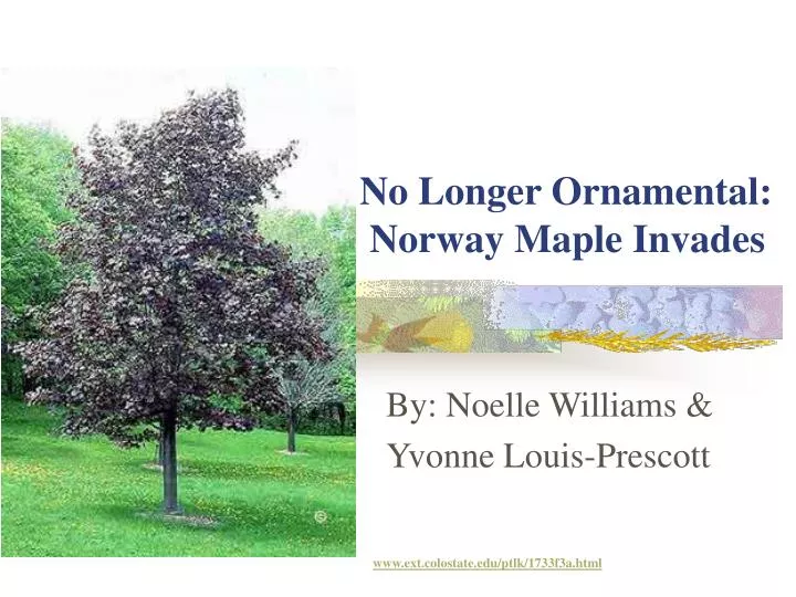 no longer ornamental norway maple invades