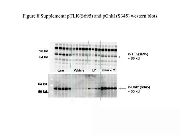 figure 8 supplement ptlk s695 and pchk1 s345 western blots