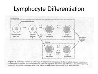 Lymphocyte Differentiation