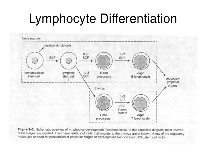 lymphocyte differentiation