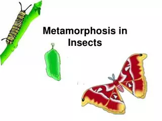 Metamorphosis in Insects