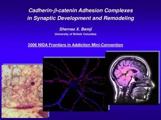 Cadherin- ?-catenin Adhesion Complexes in Synaptic Development and Remodeling