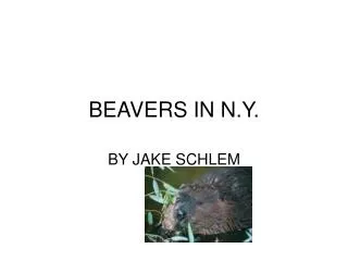 BEAVERS IN N.Y.