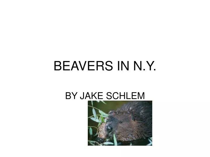 beavers in n y