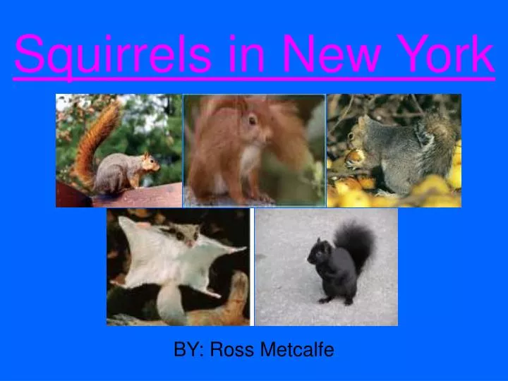 squirrels in new york