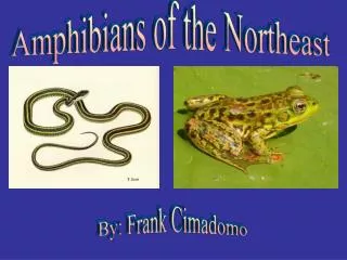 Amphibians of the Northeast