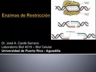 dr jos a card serrano laboratorio biol 4019 biol celular universidad de puerto rico aguadilla