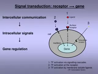 Intercellular communication Intracellular signals Gene regulation
