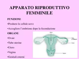 apparato riproduttivo femminile