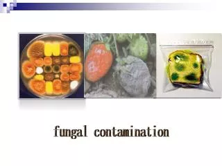 fungal contamination