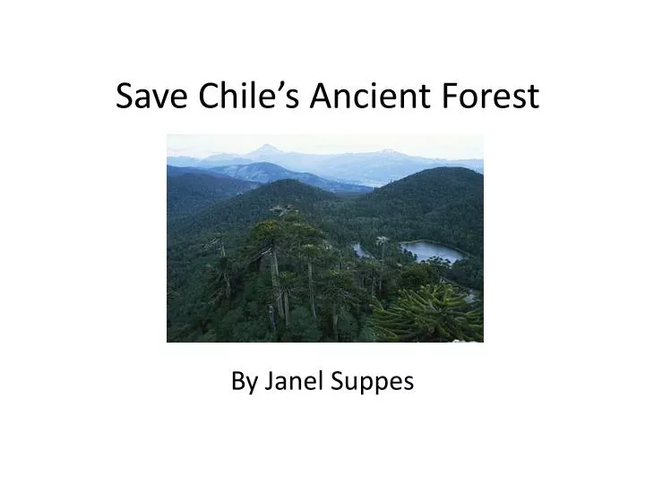 save chile s ancient forest