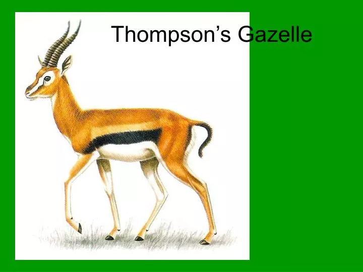 thompson s gazelle