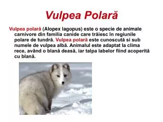 vulpea polar