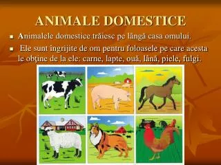 animale domestice